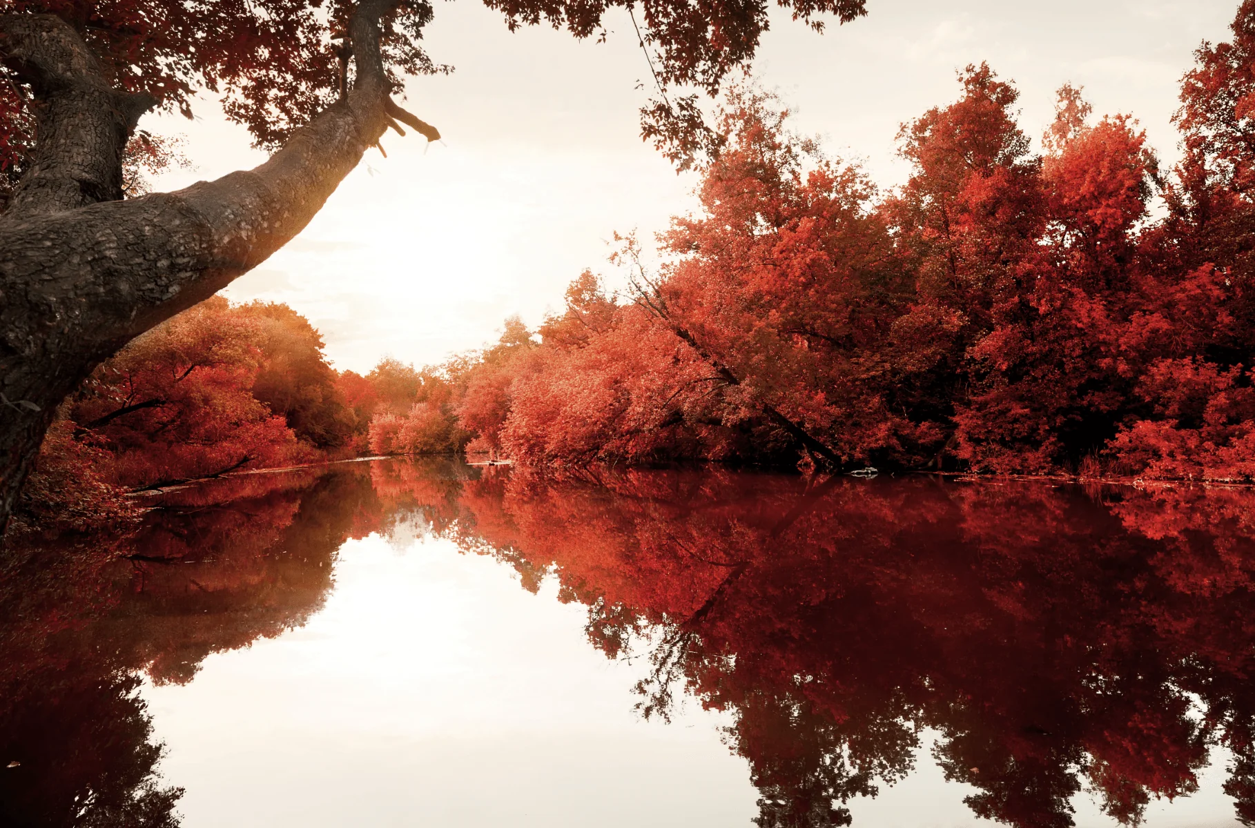 Lauren Taylor - Autumn Scene Water Printed Canvas - Image 4