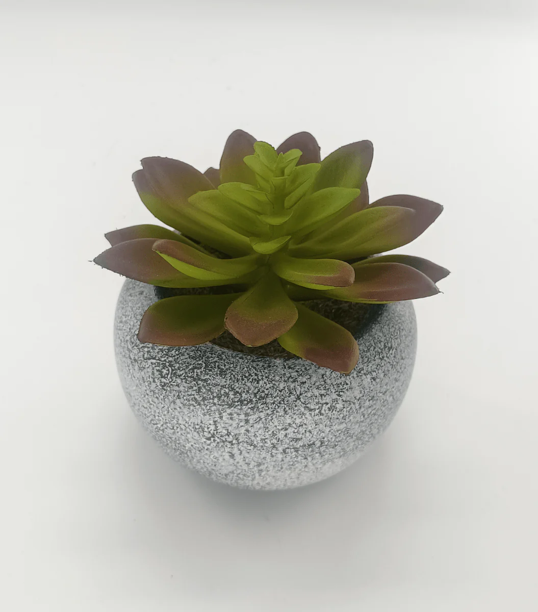 Vintage Succulent 10x11